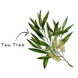 1Liter Tea Tree Hydrosol