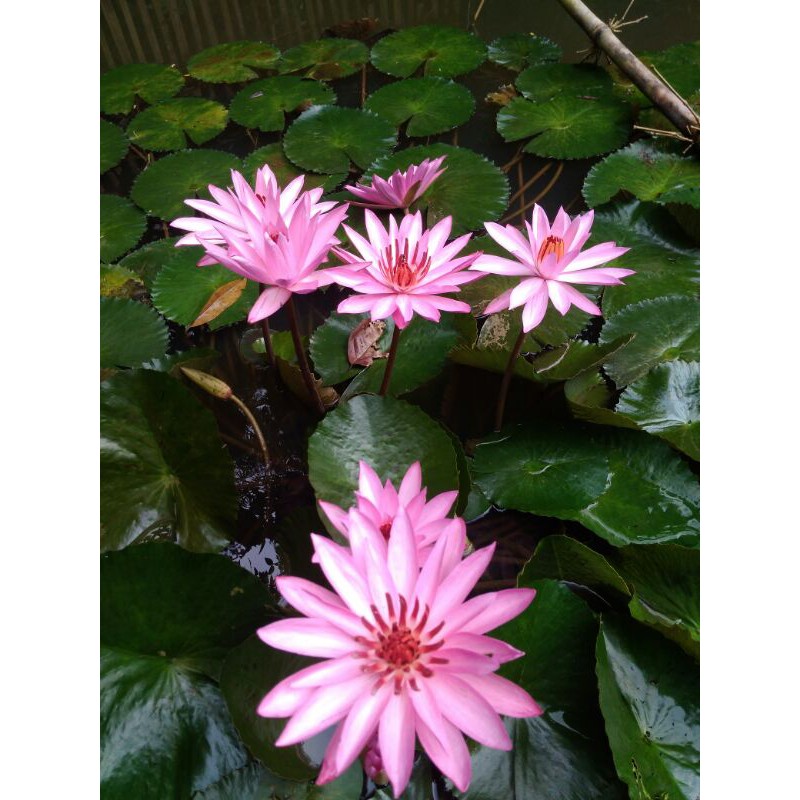 Bibit bunga Teratai, Hiasan empang/kolam ikan