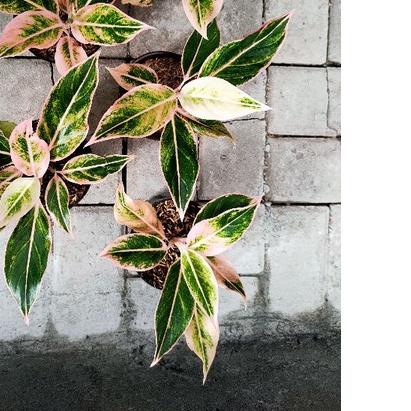 aglonema lipstik puding