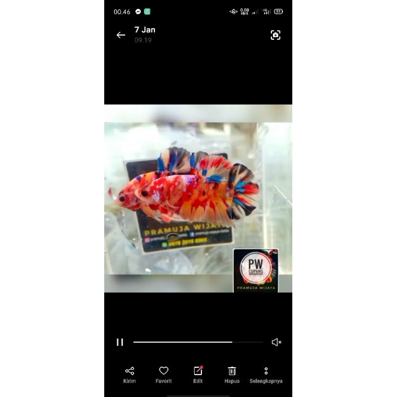 cupang yellow base bagus murah
