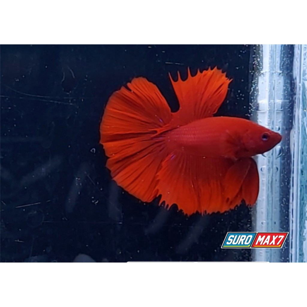 

Ikan CupangHalfmoon Super Red