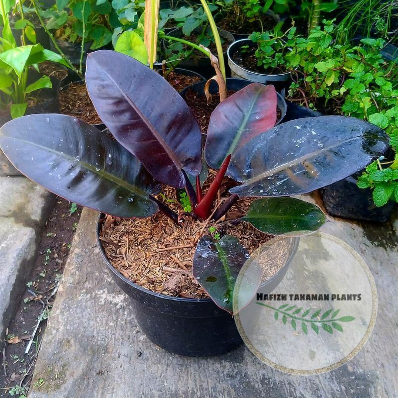 Tanaman Hias Philodendron Black Cardinal - Philo Black cardinal Tanaman Hidup-,Bunga Hidup Murah Bun