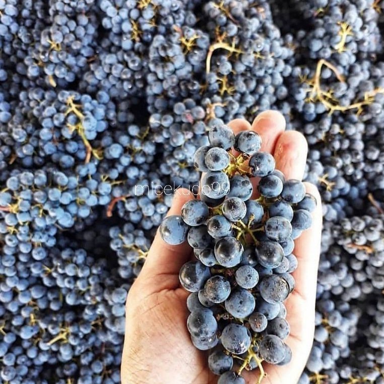 

ANGGUR HITAM LOKAL 1 KG BUAH SEGAR / LOCAL BLACK GRAPE GRAPES FRUIT
