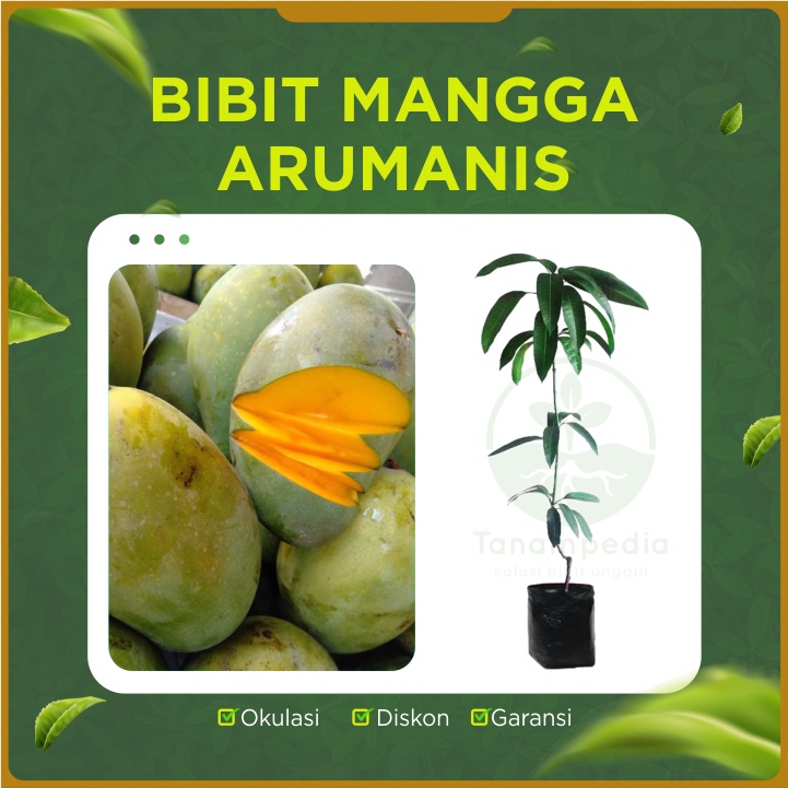 Bibit Mangga Aromanis / Bibit Buah Mangga Asli Okulasi Indukan Hasil Panen Tanampedia