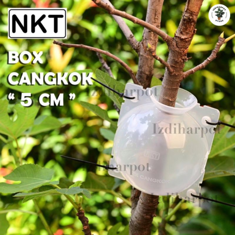 Tempat pot wadah nkt box media cangkok 5 cm bening - SATUAN MINI