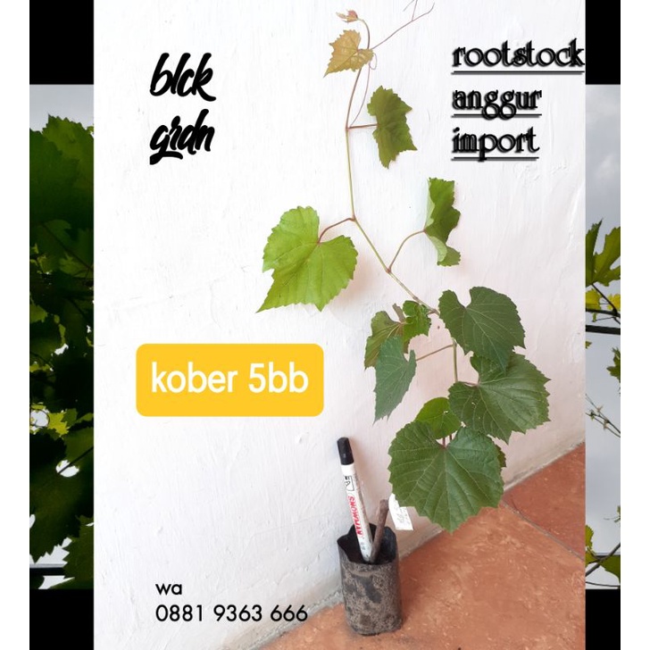 rootstock anggur import