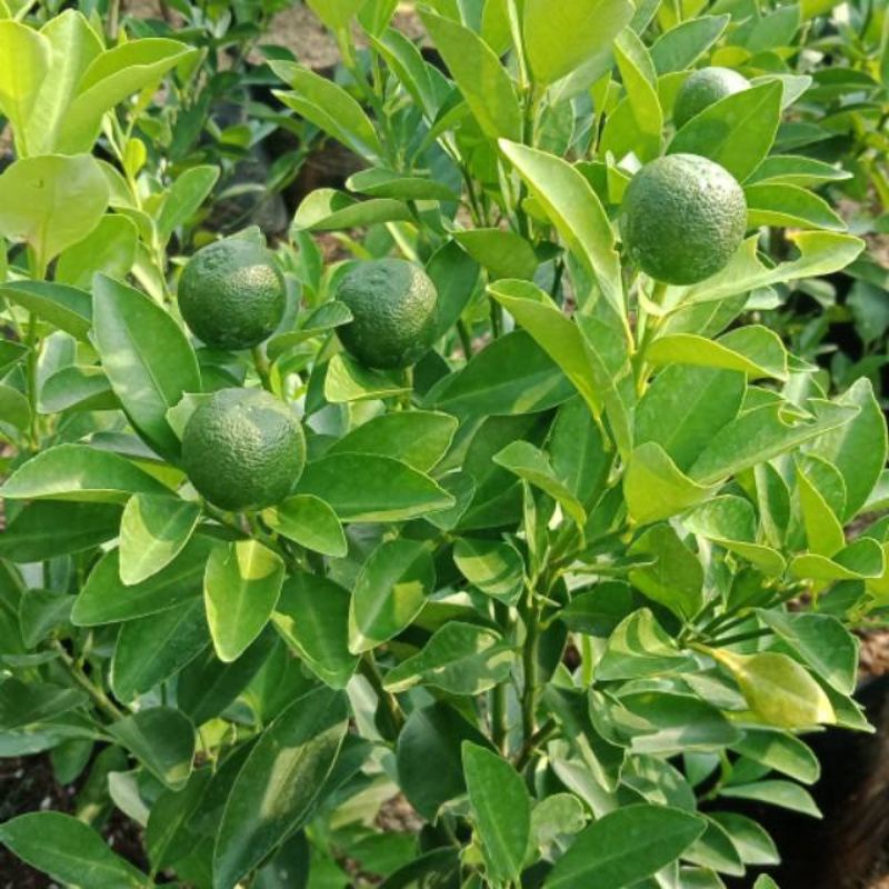 SUDAH BERBUAH Pohon Jeruk Kunci/ Jeruk Sonkit/ Jeruk Kip/ Kasturi / Kalimantan / Pontianak