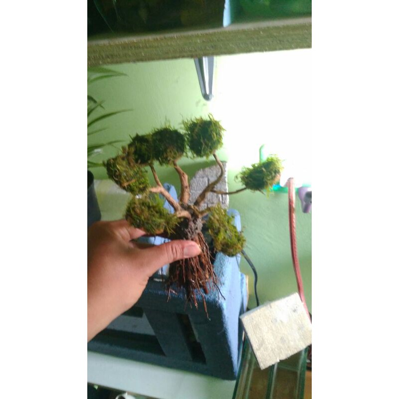 Bahan Bonsai Aquascape hiasan aquarium unik