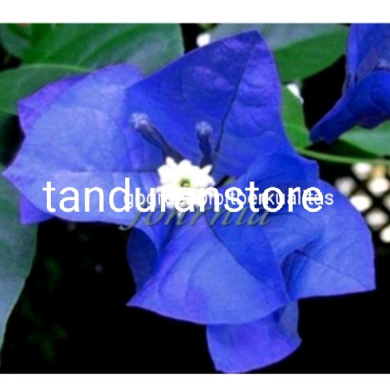bibit tanaman bunga Bougenville biru