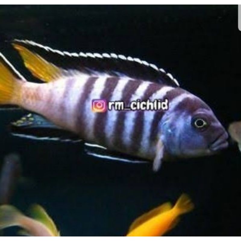 

Ikan cichlid Pseudotropheus Elongatus Mpanga size 7cm