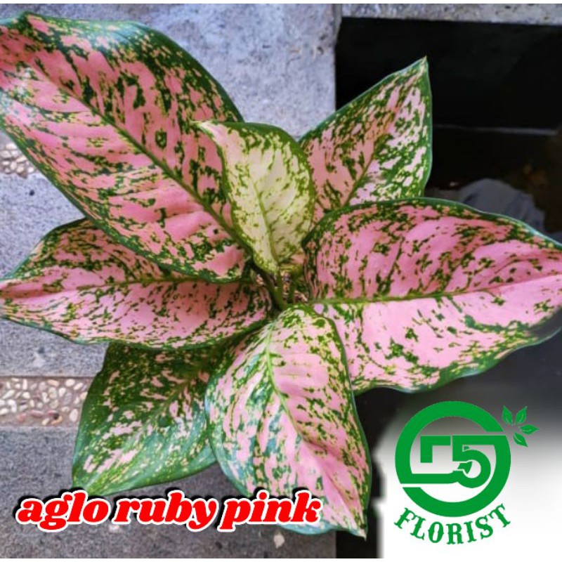 Tanaman hias aglonema Aglonema murah Tanaman aglonema Tanaman aglonema murah  Aglonema paket Aglonem