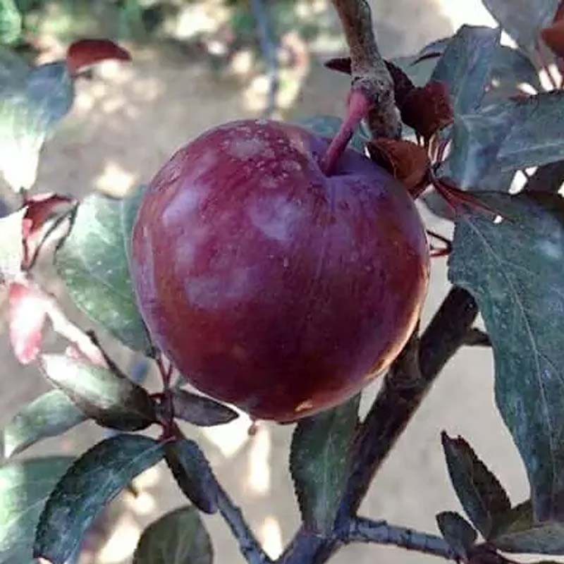 Tanaman Buah Plum Ungu