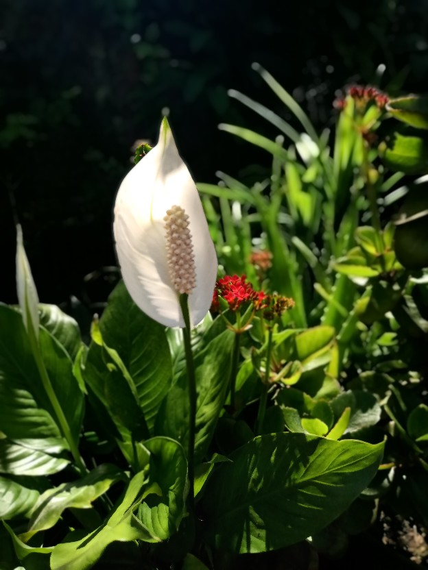 Gamis Batik (cod) Manggar Gamis Batik Pesta Model Terbaru