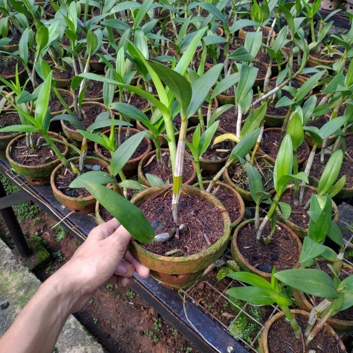 anggrek dendrobium Sonia dewasa