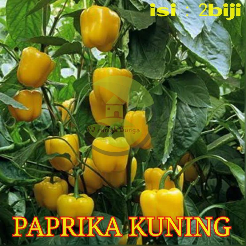 Benih Bibit Cabai Hias Cabe Paprika Cabai Ungu Cabai Jalapeno Cabe Terpedas