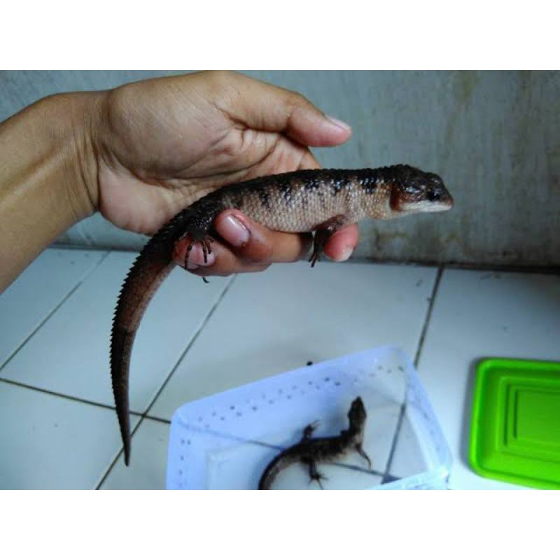 spiny water skink/kadal salak