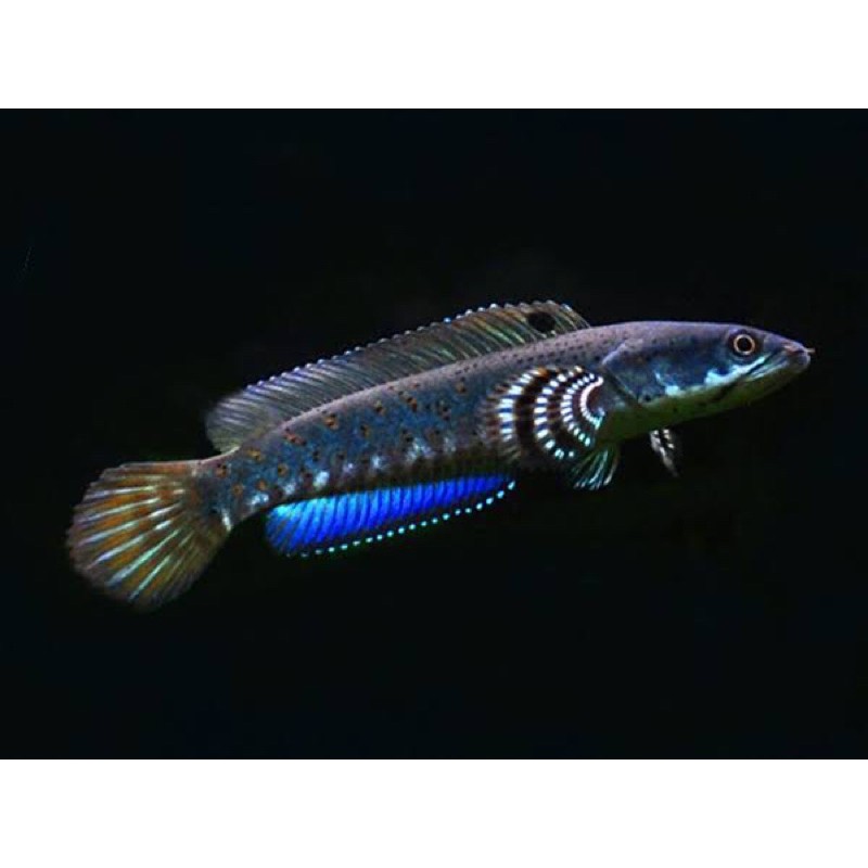 Cana Blue Pulchra 6-7cm