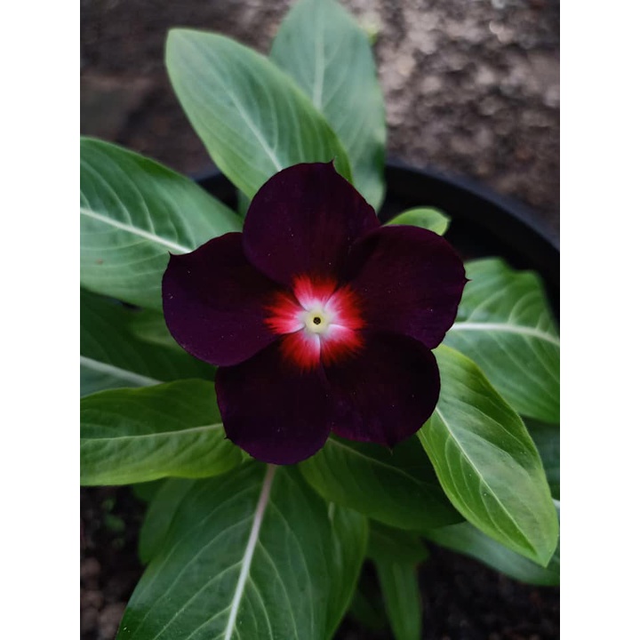 Benih Bibit Biji - Bunga Vinca Black Moon Rare Jenis Langka Flower Seeds - FRESH SEEDS