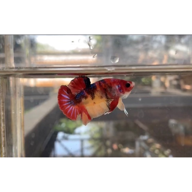 

NEMO BETTA