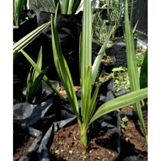 BIBIT BUAH KURMA TROPIS THAILAND SUPER BIBIT TERBAIK ~@@~