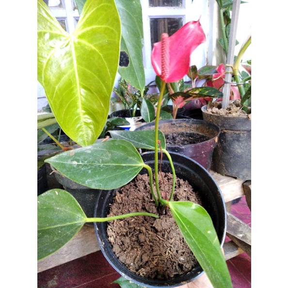 Anthurium Bunga Merah