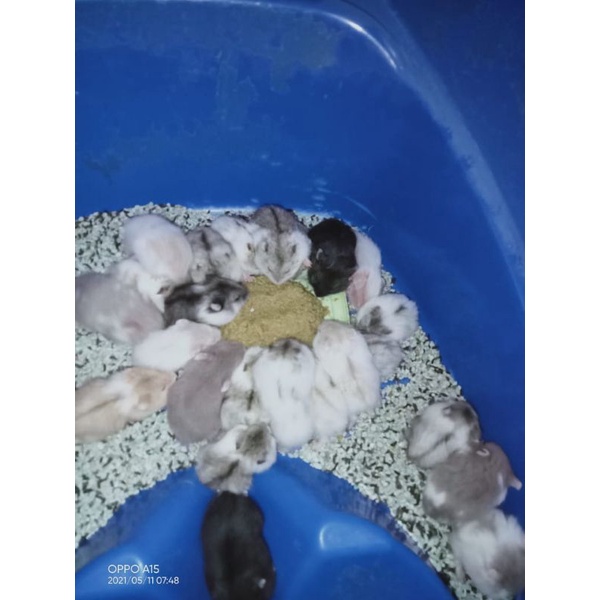 Hamster camble normal,camble dominan,camble (kirim sejawa barat)