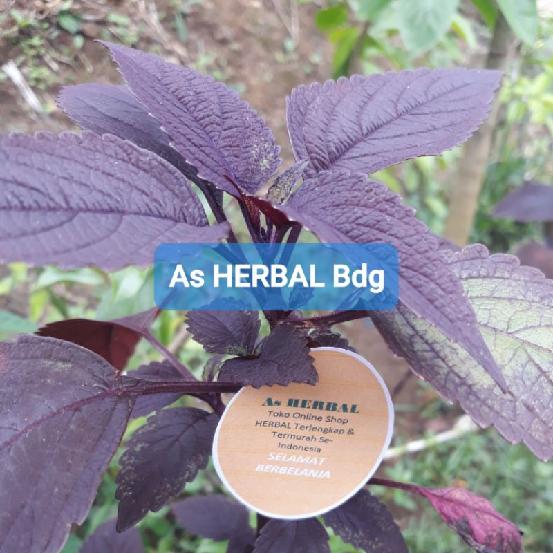 

Daun iler atau Jawer Kotok Segar 500 gram-az