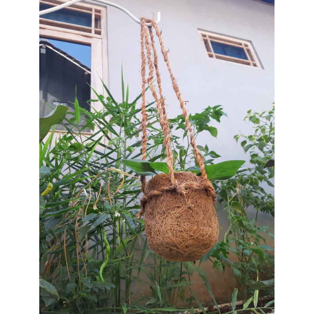 Pot sabut kelapa / pot sabut anggrek / pot dari sabut kelapa untuk