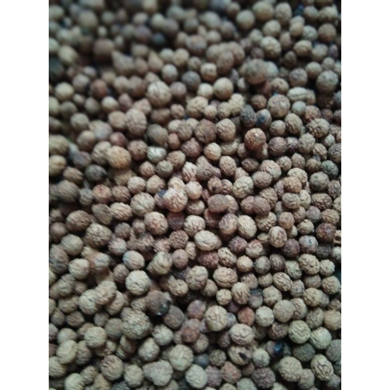 BIJI BIDARA ARAB ASLI 30 gram isi 90-100 biji