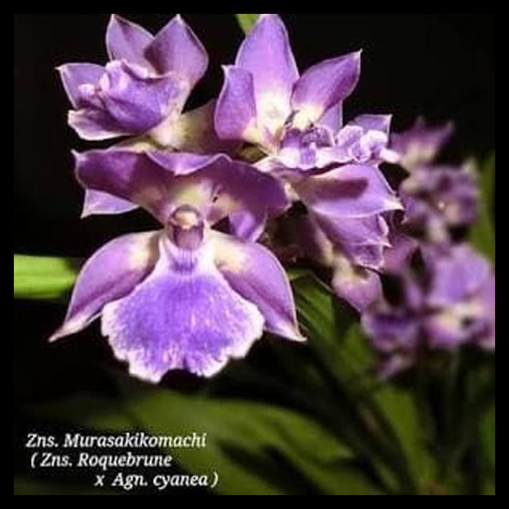 Anggrek Zygonisia Murasaki Komachi