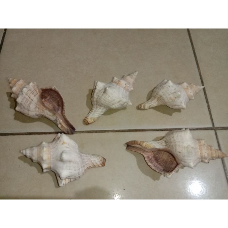 Cangkang kelomang keong trapesium XL