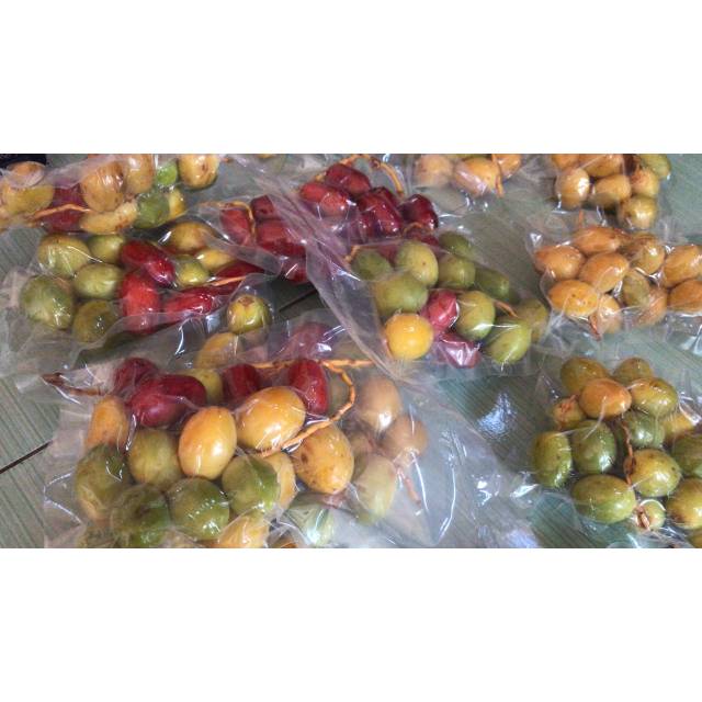

KURMA MUDA
