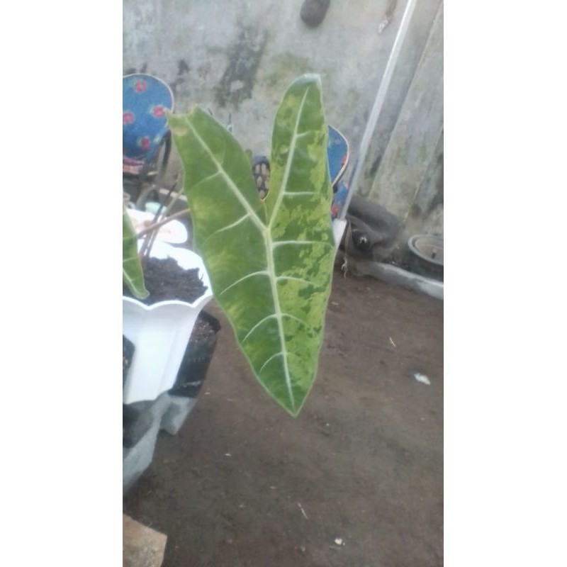 alocasia longiloba var