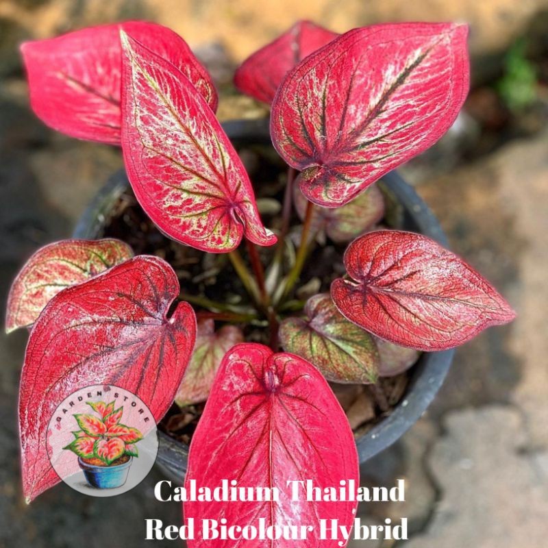 Seedling/Umbi Caladium Red Bicolour Hybrid - Caladium Thailand