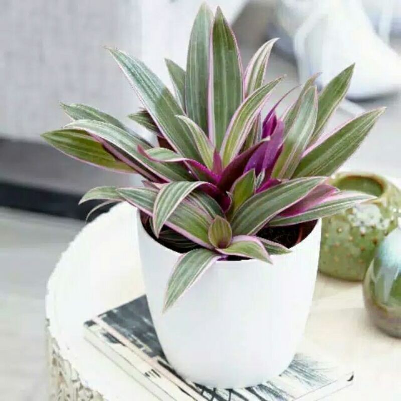 tanaman hias adam hawa varigata-adam hawa varigata-pohon hias adam hawa varigata bibit adam hawa