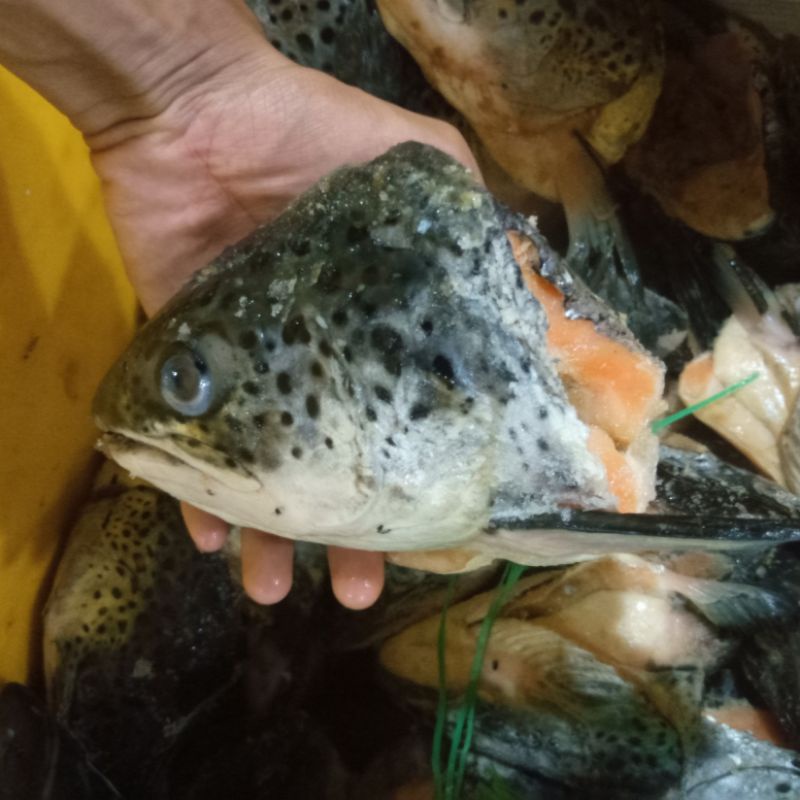 

Kepala Ikan Salmon Seafood Fresh Frozen Segar