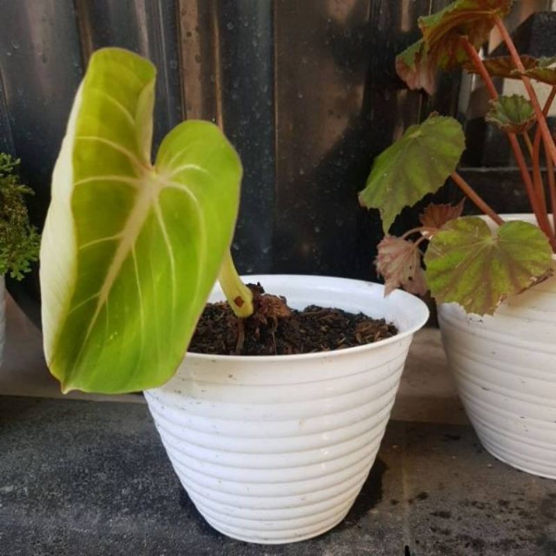 Bibit philodendron Glorisium