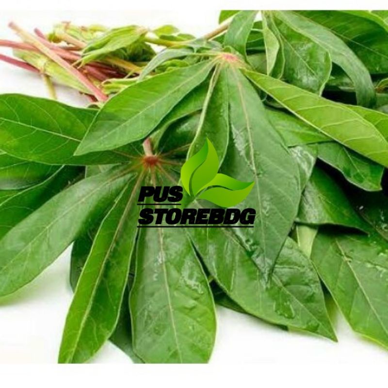

Daun Singkong 1 Ikat