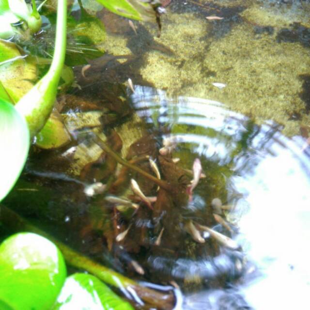

Ikan cupang plakat red dragon dan yellow dragon murah khusus partai an