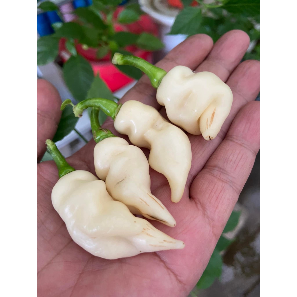 Benih Bibit Biji - Cabai Faddas White Cabe Putih Super Pedas Pepper Seeds