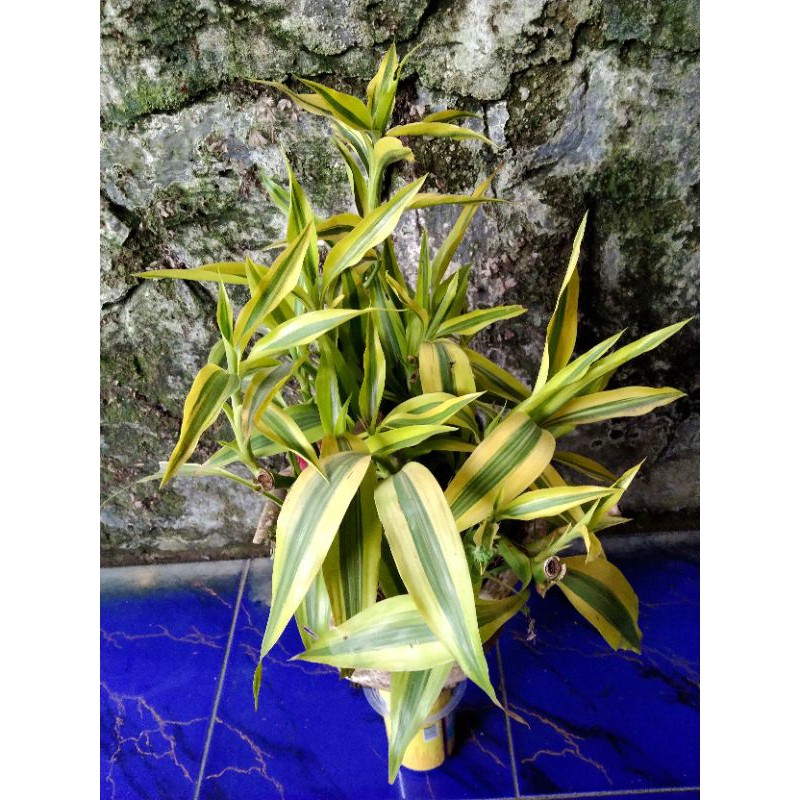 tanaman hias bambu hoki kuning / Sri rejeki kuning