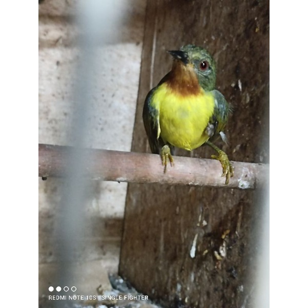 Burung kowul betina siapan