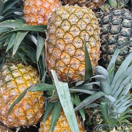 Nanas Subang Madu