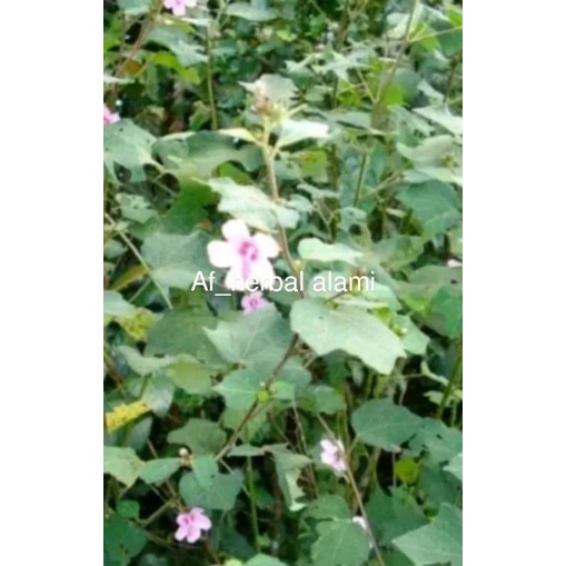

Daun pulutan (Irena lobata Lin) 1kg