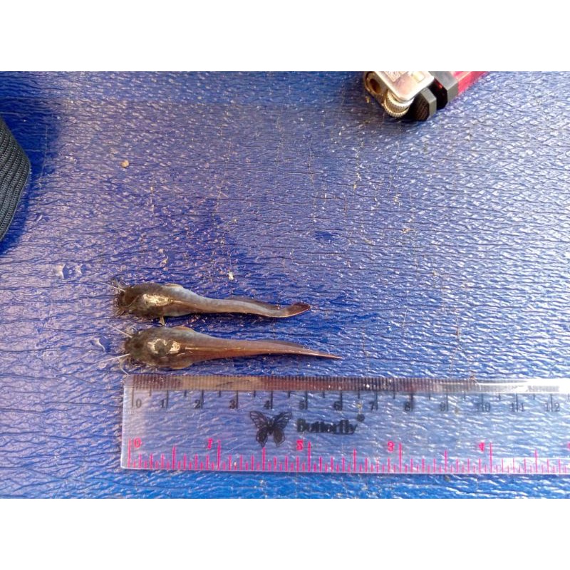 Bibit lele 4-5 cm Sangkuriang