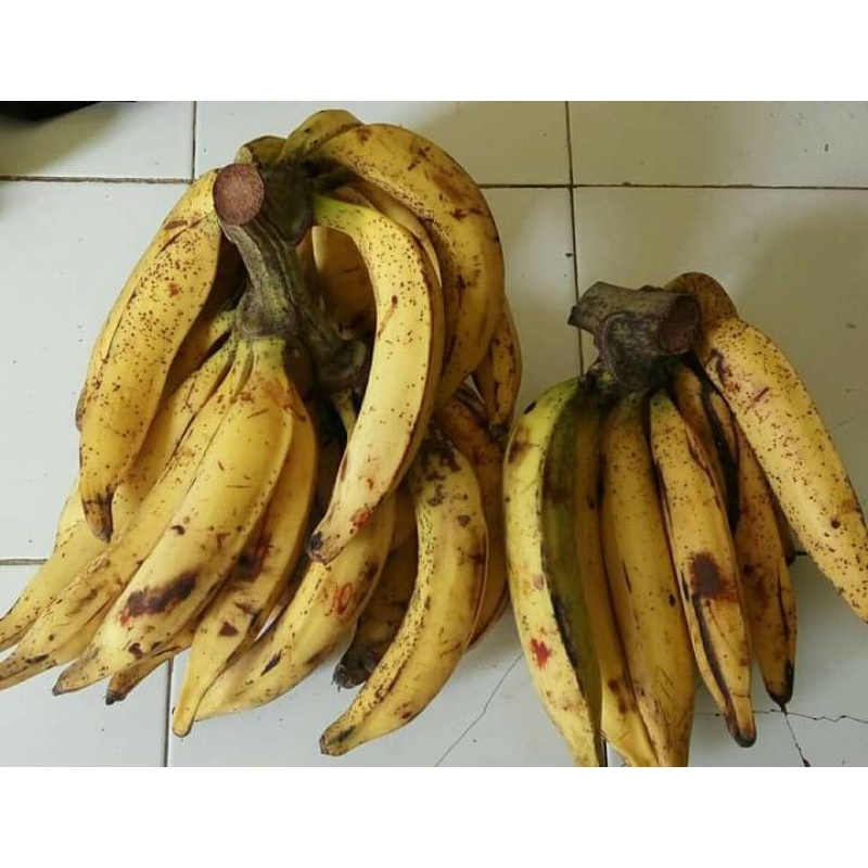 pisang tanduk sukabumi