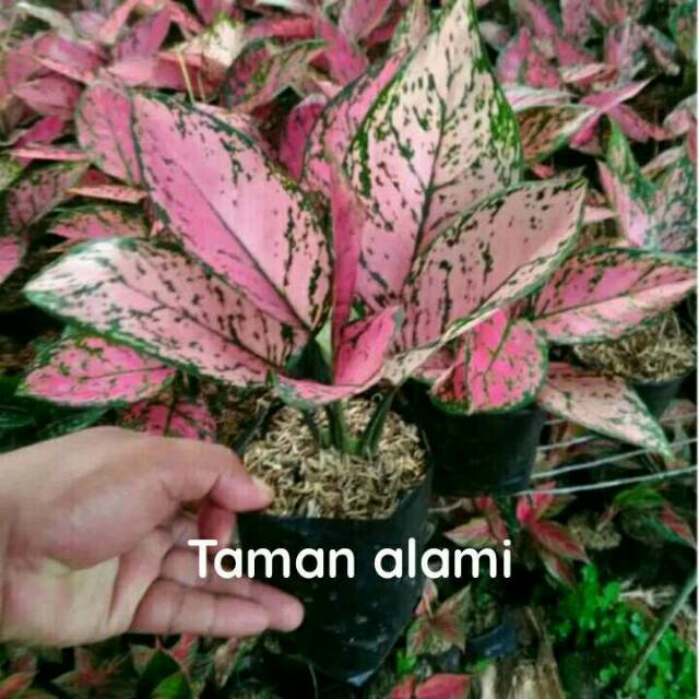 Tanaman hias aglonema lady valentine - aglonema lady valentine