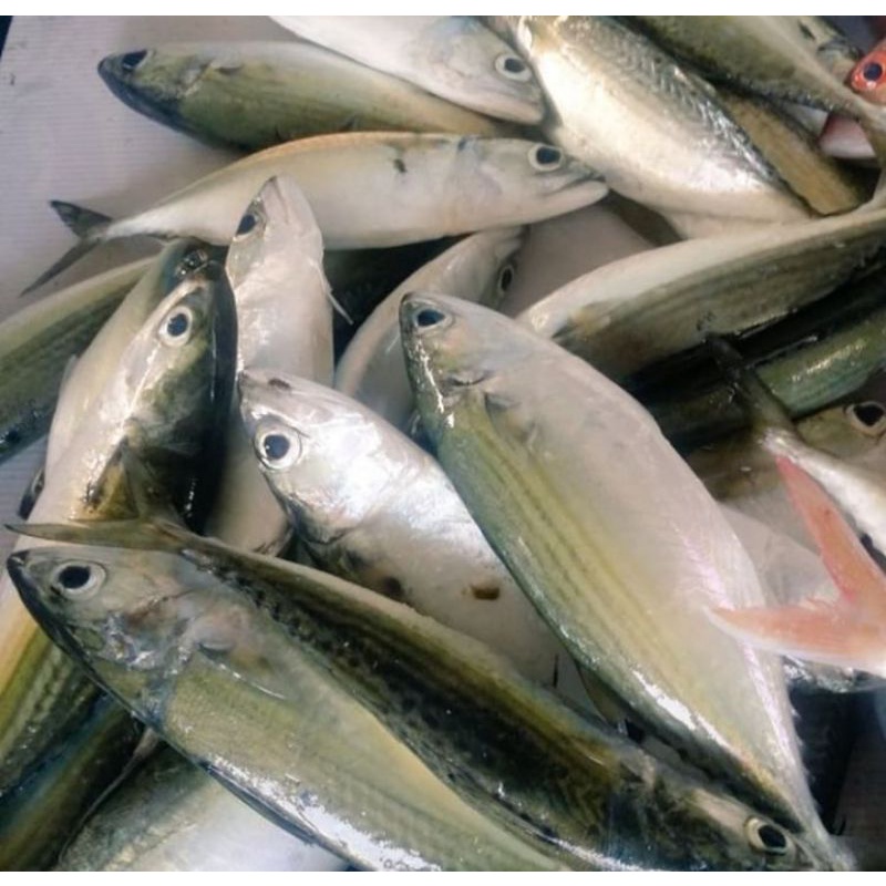 

IKAN KEMBUNG BANJAR FRESH, IKAN KEMBUNG, NO FROZEN, FRESH IKAN KEMBUNG BANJAR, ASLI FRESH -+ 500gr