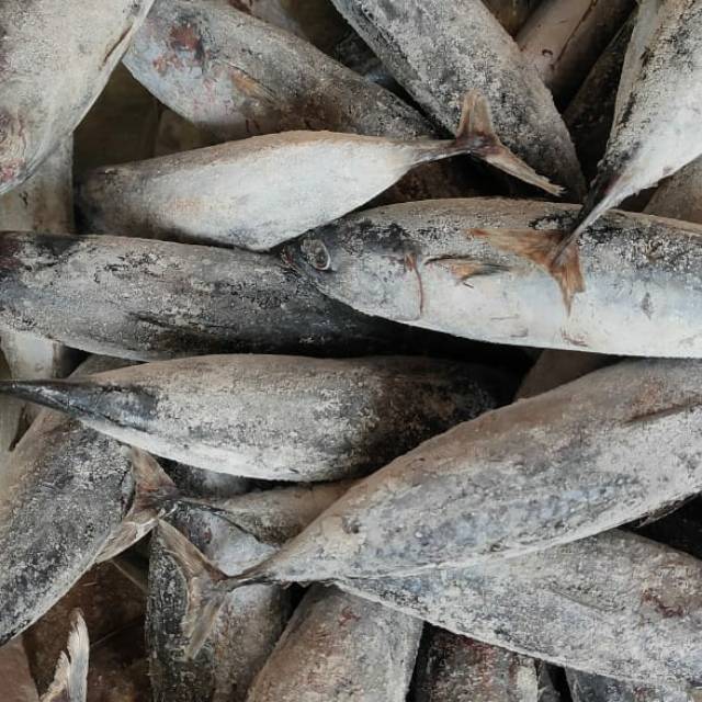 

Ikan Tongkol Lisong Frozen / Beku Ukuran Sedang besar