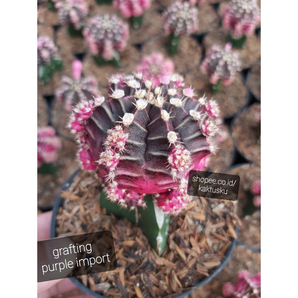 KAKTUS MURAH_Kaktus Grafting Purple Import